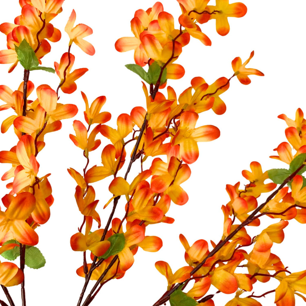 Tweedia Bush x 5 - 24” - Orange