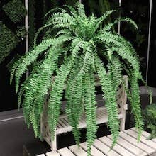 Boston Fern 82" Diameter 77 Fronds Faux