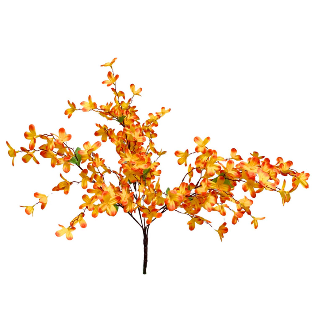 Tweedia Bush x 5 - 24” - Orange