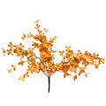 Tweedia Bush x 5 - 24” - Orange