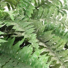 Boston Fern 82" Diameter 77 Fronds Faux