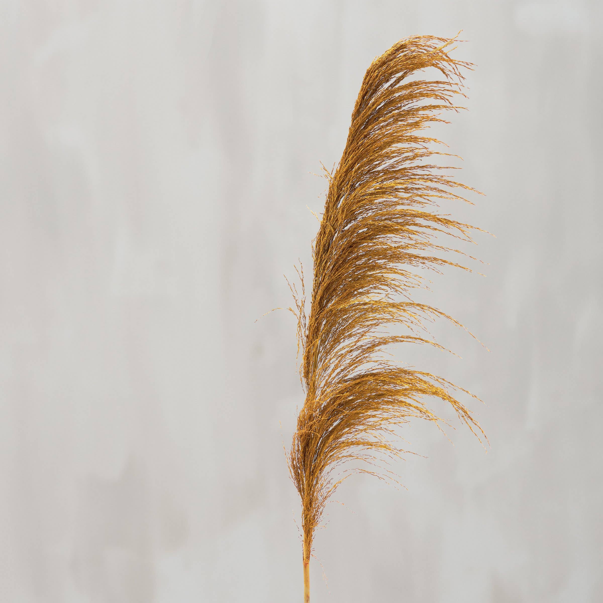 Yellow Common Reed Floral Pick