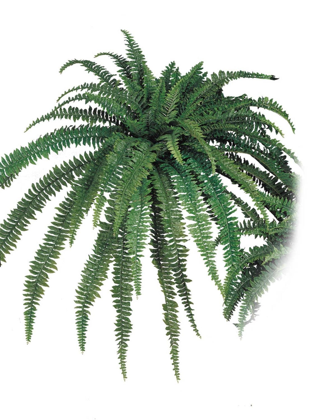 Boston Fern 82" Diameter 77 Fronds Faux
