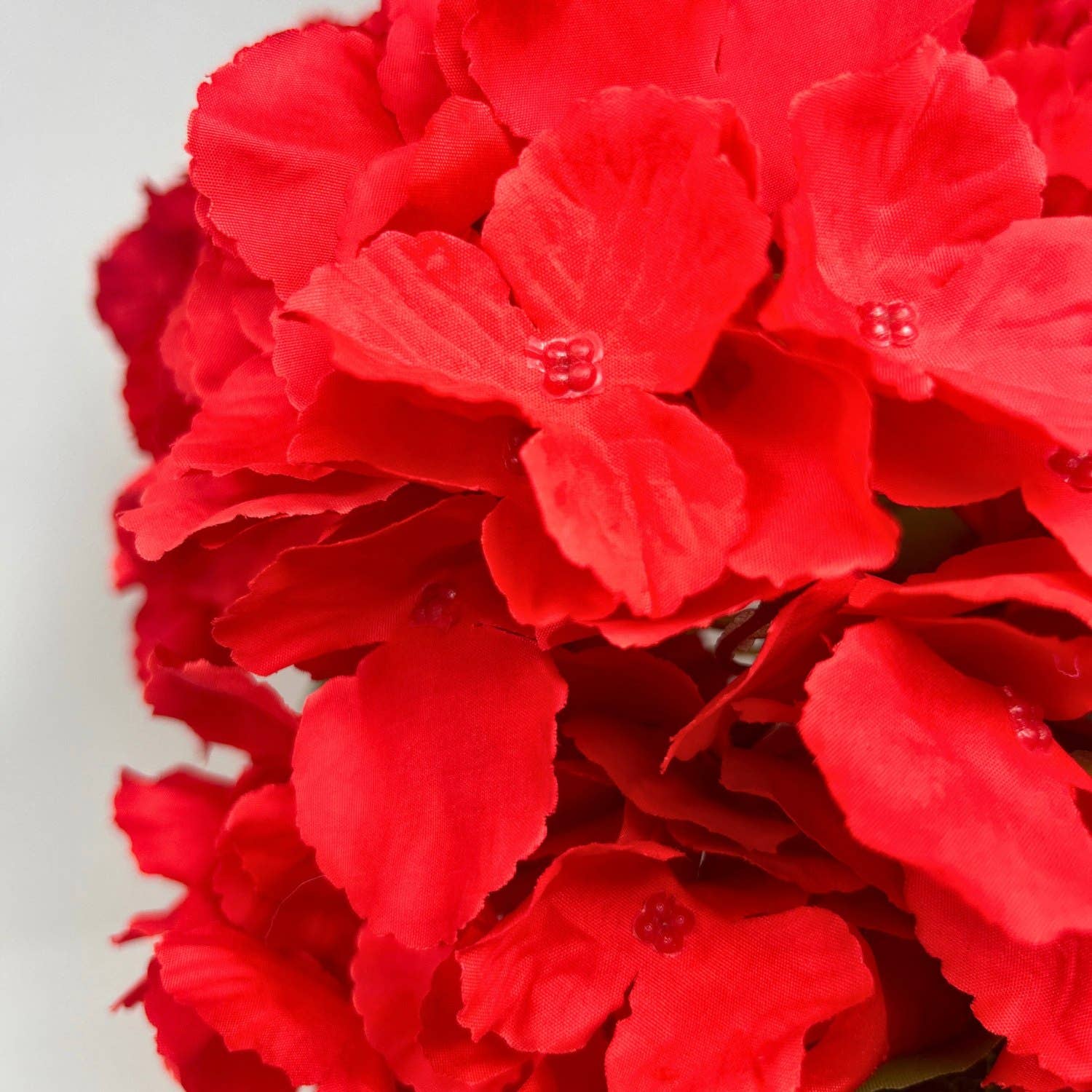 Southern Hydrangea Bush x5 - 18" Red