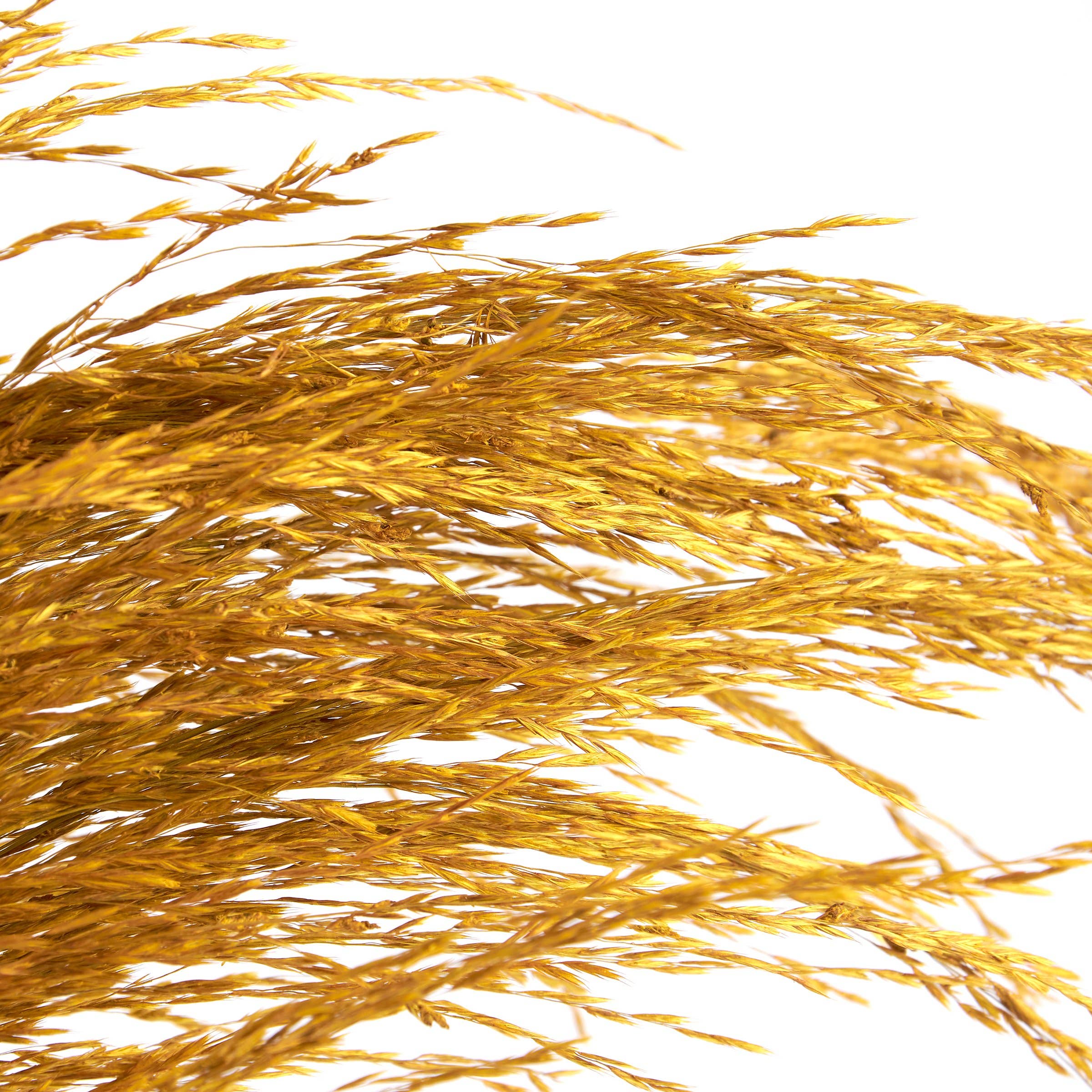 Yellow Common Reed Floral Pick